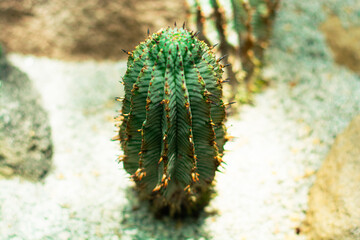 Long and thin cactus with few needles
