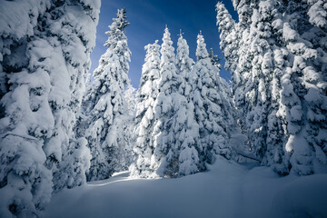 Exotic view of snow-capped forest on frosty day. Carpathian mountains, Ukraine, Europe.