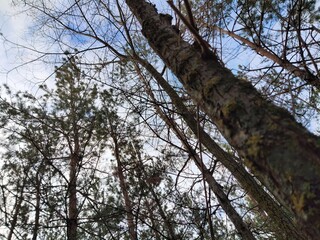 Obraz premium trees and sky