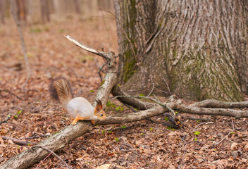 A squirrel is hanging on a tree trunk