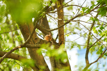 A squirrel is hanging on a tree trunk