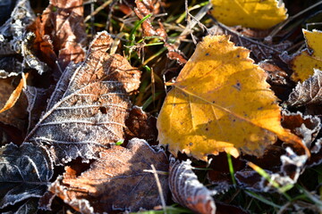 Der erste Frost