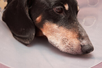 Senior Pet Treatment. A dachshund dog in Veterinary plastic Elizabethan collar on neck