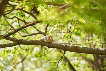 Tired squirrel lying down on the branch.