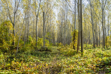 Young forest along the river Danube in the autumn part of the year.