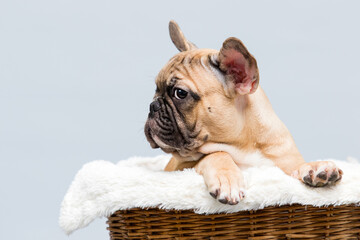bulldog puppy  in a basket