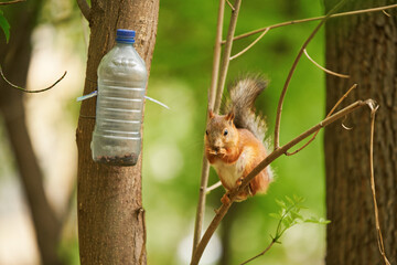 Red squirrel eats from a feeder