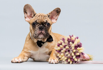bulldog puppy in a tie with a bouquet
