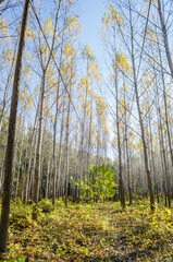 Naklejka premium Young forest along the river Danube in the autumn part of the year.