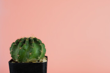 Houseplant or cactus in black plastic potted on pink pastel wall background with copyspace.,minimal plant,Trendy tropical cacti concept.
