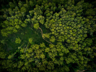 Aerial View of Green Trees in Forest, Jungle Landscape, Drone Photo