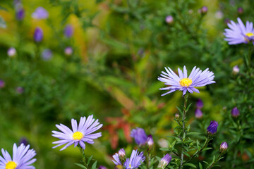 small perennial autumn flowers of pale blue erigeron on a background of green grass. side view. nature