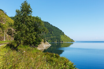 Birch tree on the shore of Lake Baikal. Beautiful summer landscape