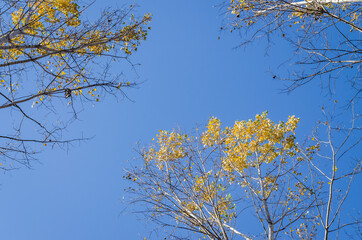 Young forest along the river Danube in the autumn part of the year.