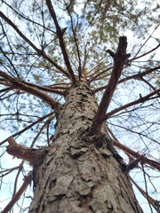 trunk