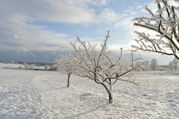 Fototapeta na wymiar Obstbäume in Winterlandschaft.