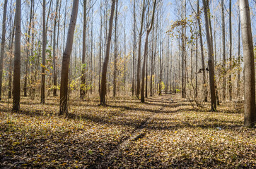 Fototapeta premium Young forest along the river Danube in the autumn part of the year.