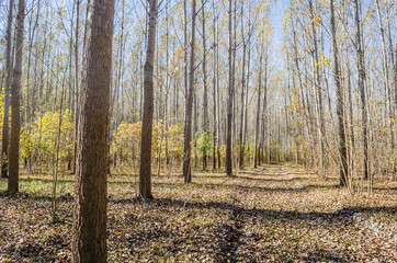 Young forest along the river Danube in the autumn part of the year.