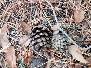 pine cones on the ground