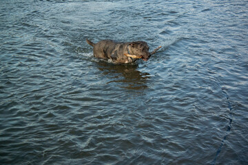 Obraz premium Pitbull dog playing in the river