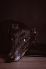 Dog perro Greyhound Galgo