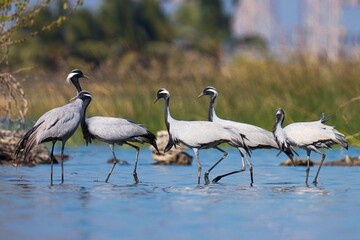 Demoiselle cranes bird at river. Grus virgo. Crane bird. Water birds.