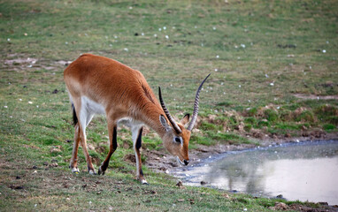 Kafue Lechwe grazing by a water hole