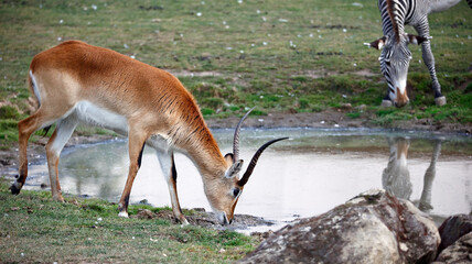 Kafue Lechwe grazing by a water hole