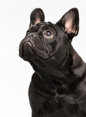 black bulldog dog looking up in the studio