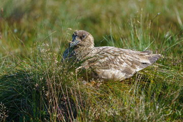 Great Skua in the wild relaxing in the grass.