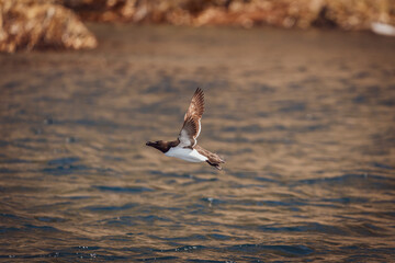 Razorbill (Alca torda) flying close to sea at Runde bird Island.