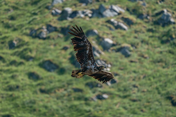 White-tailed eagle flying close to Runde bird Island.