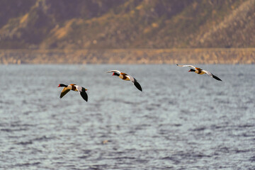 Common shelduck (Tadorna tadorna) in flight.