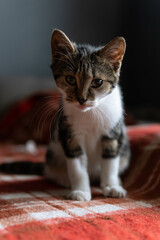 Domestic cat sitting on a red blanket. Playful cat looking forward.