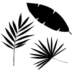 Obraz premium Set of black fern leaves. Isolated over white background.