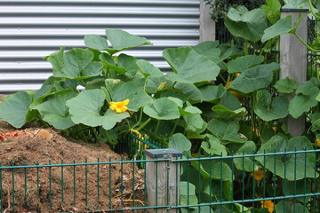 Pumpkin plants in the compost