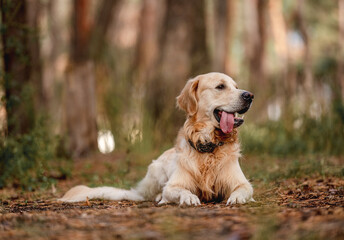 Golden retriever dog in the forest