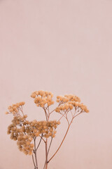 Still life with dried flowers on a pastel background. Minimalism.