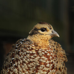 Female common Pheasant