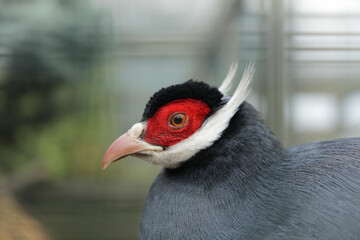 blue eared pheasant