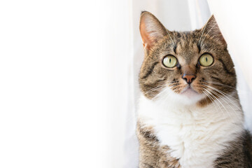 Portrait of gray shorthair domestic tabby cat in front of white background with copy space. Selective focus.