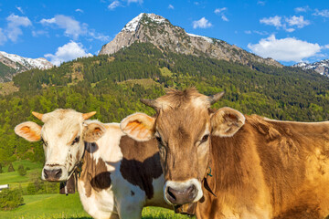 Fototapeta na wymiar Kühe - Allgäu - Rinder - Rubihorn - Alpen - niedlich 