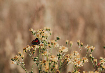 Motyl na polnych kwiatach © Milena