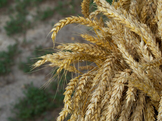 A bunch of ripe wheat ears, close-up. Ripe ears of corn.