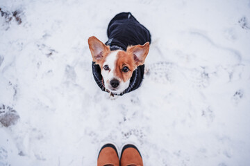 unrecognizable female feet boots walking on snowy landscape during winter. cute small hack russell dog wearing coat besides.hiking concept, top view - 471258328