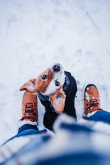 beautiful jack russell dog wearing coat standing by owner legs on snowy landscape during winter, hiking and adventure with pets concept. Top view - 471258360