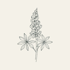 Hand drawn lupin flower illustration - obrazy, fototapety, plakaty