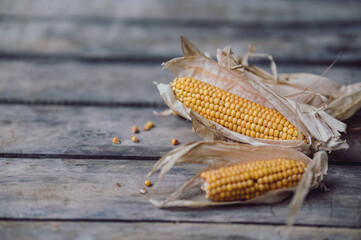 Cobs of ripe raw corn laid on dark wood textured table. Healthy summer food concept. Fresh uncooked corncob. Clean eating habits. Top view