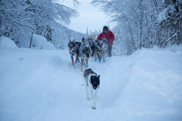 musher running with sled dogs through snowy forest