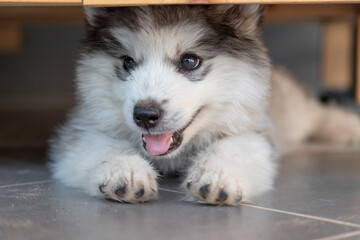 A cute puppy lying under the table